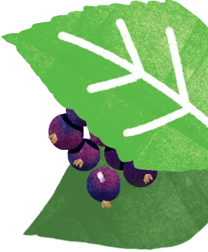 cherries